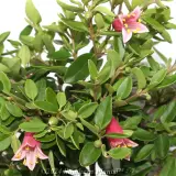 Correa Dusky Bells - Detail photo