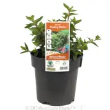 Correa Dusky Bells - Plant photo