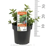 Correa Dusky Bells - Product photo