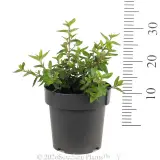 Correa Dusky Bells - Reference photo