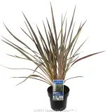Cordyline Electric Flash® - Plant photo