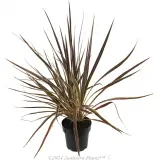 Cordyline Electric Flash® - Alternate photo