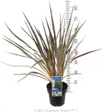 Cordyline Electric Flash® - Product photo