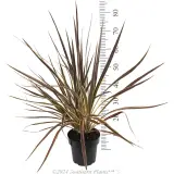 Cordyline Electric Flash® - Reference photo