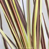 Cordyline Electric Flash® - Detail photo