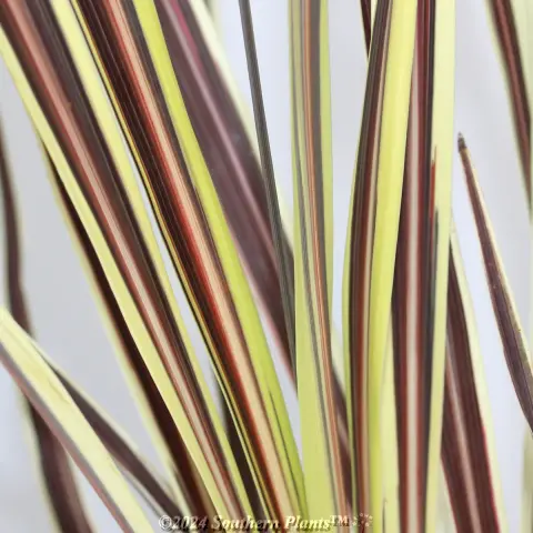 Cordyline Electric Flash®