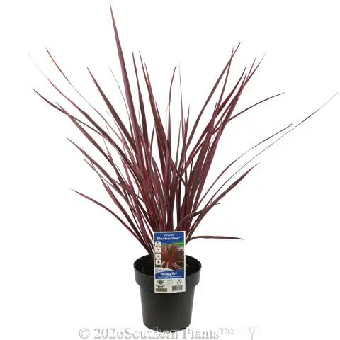 Cordyline Electric Pink