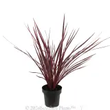 Cordyline Electric Pink - Alternate photo