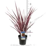 Cordyline Electric Pink - Product photo