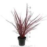 Cordyline Electric Pink - Reference photo