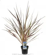 Cordyline Electric Star™ - Plant photo