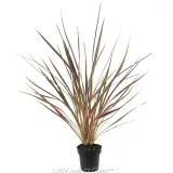 Cordyline Electric Star™ - Alternate photo