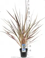 Cordyline Electric Star™ - Product photo