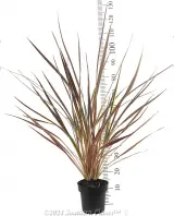Cordyline Electric Star™ - Reference photo
