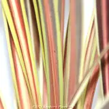 Cordyline Electric Star™ - Detail photo