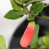 Orange Glow Correa - Product photo