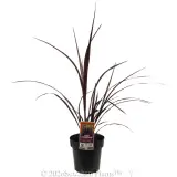 Cordyline Red Fountain - Plant photo