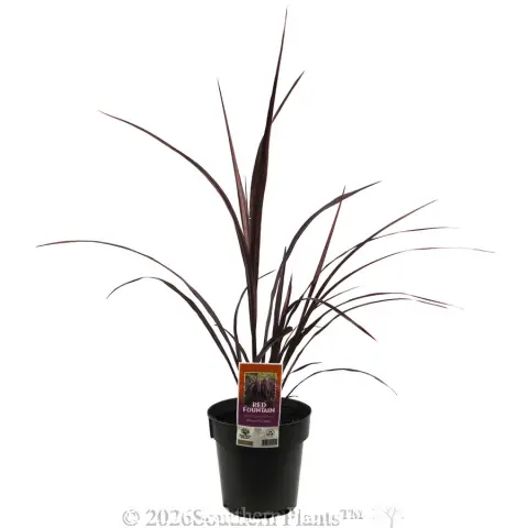Cordyline Red Fountain