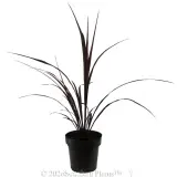 Cordyline Red Fountain - Alternate photo