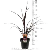 Cordyline Red Fountain - Product photo