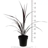 Cordyline Red Fountain - Reference photo