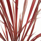 Cordyline Red Fountain - Product photo