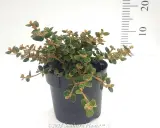 Round Leaf Correa - Primary
