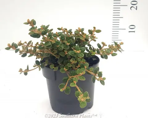 Round Leaf Correa