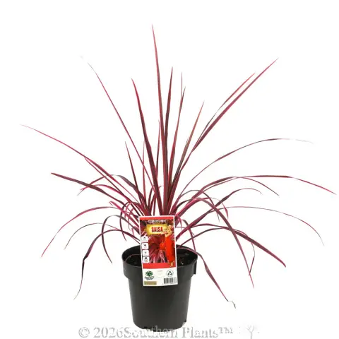 Cordyline Salsa