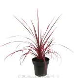 Cordyline Salsa - Alternate photo