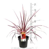 Cordyline Salsa - Product photo