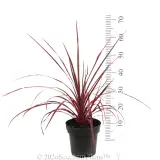 Cordyline Salsa - Reference photo