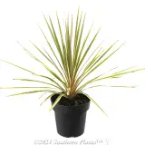 Cordyline Torbay Dazzler - Alternate photo