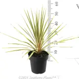 Cordyline Torbay Dazzler - Reference photo