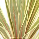 Cordyline Torbay Dazzler - Detail photo