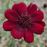 Cosmos Choca Mocha - Detail photo