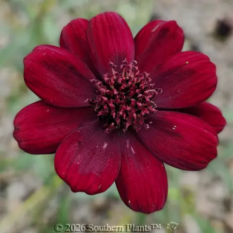 Cosmos Choca Mocha
