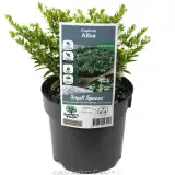 White False Heather - Plant photo