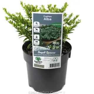 Cuphea 'Alba' — Potted plant