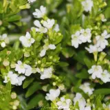 White False Heather - Product photo