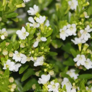 Cuphea 'Alba' — Plant detail