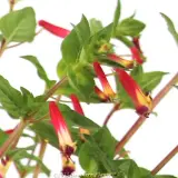 Honeyeater's Lunch - Product photo