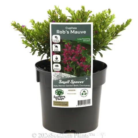 Rob's Mauve False Heather