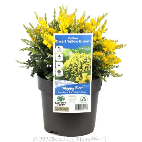 Dwarf Yellow Broom