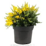 Dwarf Yellow Broom - Alt