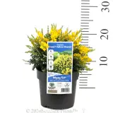 Dwarf Yellow Broom - Pack