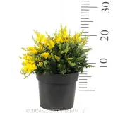 Dwarf Yellow Broom - Ruler