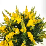 Dwarf Yellow Broom - Detail