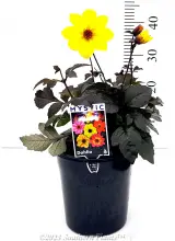 Dahlia Assorted - Primary