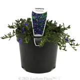 Dampiera - Plant photo
